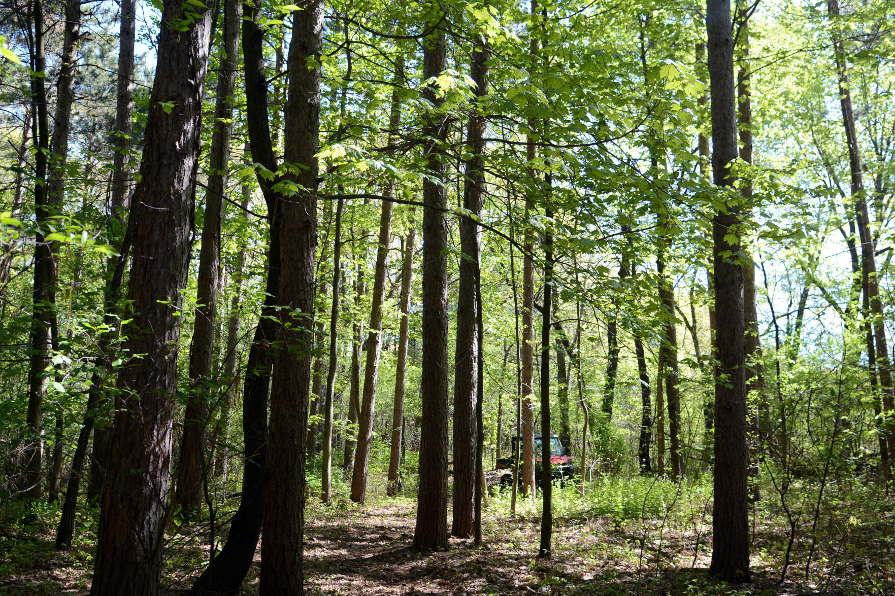 West Baraboo Village Forest